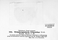 Triphragmium ulmariae image